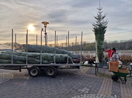 Weihnachtsbäume am Rheinufer und in der City aufgestellt