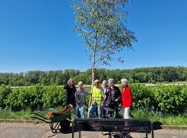 Maibaum am Rheinufer aufgestellt